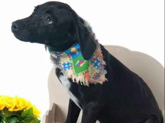 Cachorro ra a SRD idade 2 a 6 meses nome Lindos Filhotes
