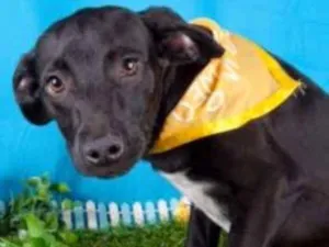 Cachorro raça SRD idade 2 a 6 meses nome Lindos Filhotes