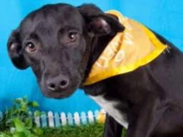 Cachorro ra a SRD idade 2 a 6 meses nome Lindos Filhotes