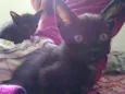 Gatinho