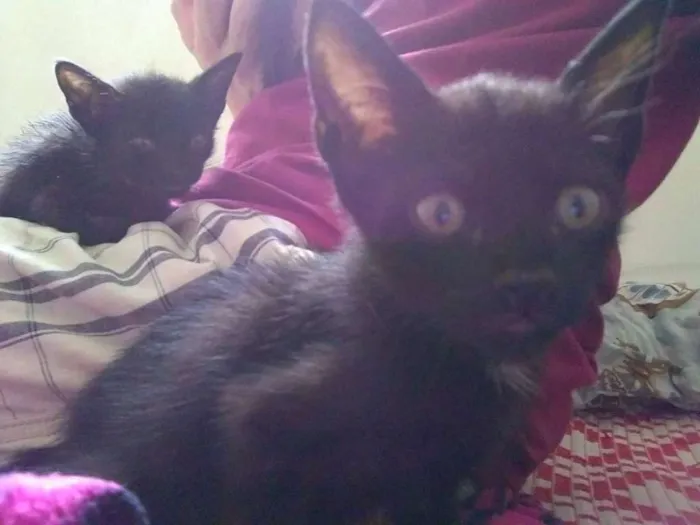 Gato raça SRD idade 2 a 6 meses nome Gatinho