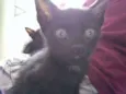 Gatinho