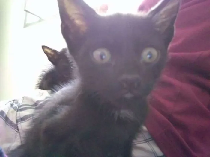 Gato raça SRD idade 2 a 6 meses nome Gatinho