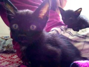 Gato raça SRD idade 2 a 6 meses nome Gatinho