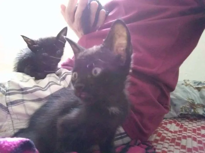 Gato raça SRD idade 2 a 6 meses nome Gatinho