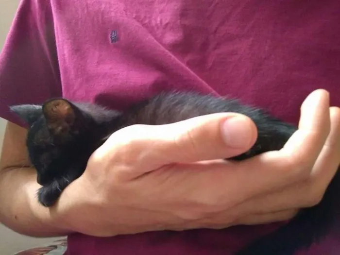 Gato raça SRD idade 2 a 6 meses nome Gatinho