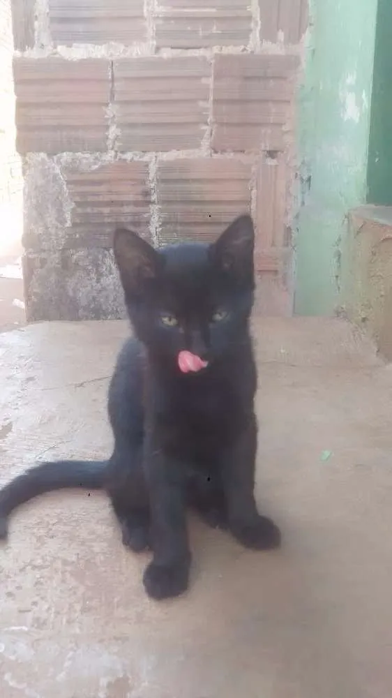 Gato ra a Mestiços idade 2 a 6 meses nome A definir