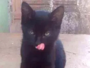 Gato raça Mestiços idade 2 a 6 meses nome A definir