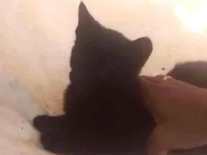 Gato raça Mestiços idade 2 a 6 meses nome A definir
