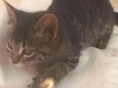 Gato ra a Mestiços idade 2 a 6 meses nome A definir