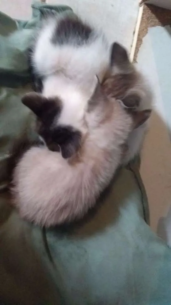 Gato ra a SRD idade Abaixo de 2 meses nome Gatinhos