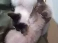 Gatinhos