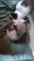 Gatinhos