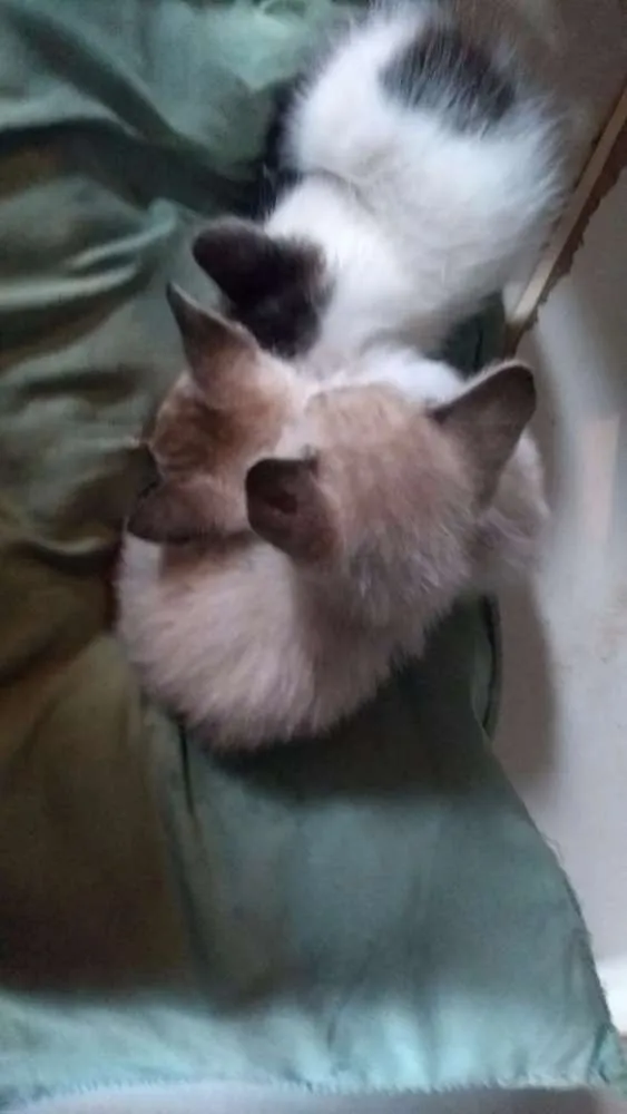 Gato ra a SRD idade Abaixo de 2 meses nome Gatinhos