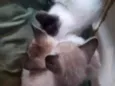 Gatinhos