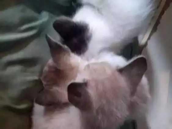 Gato ra a SRD idade Abaixo de 2 meses nome Gatinhos