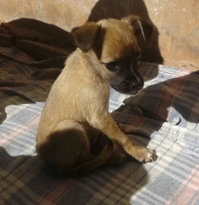 Cachorro ra a Desconhecida idade 2 a 6 meses nome Nina