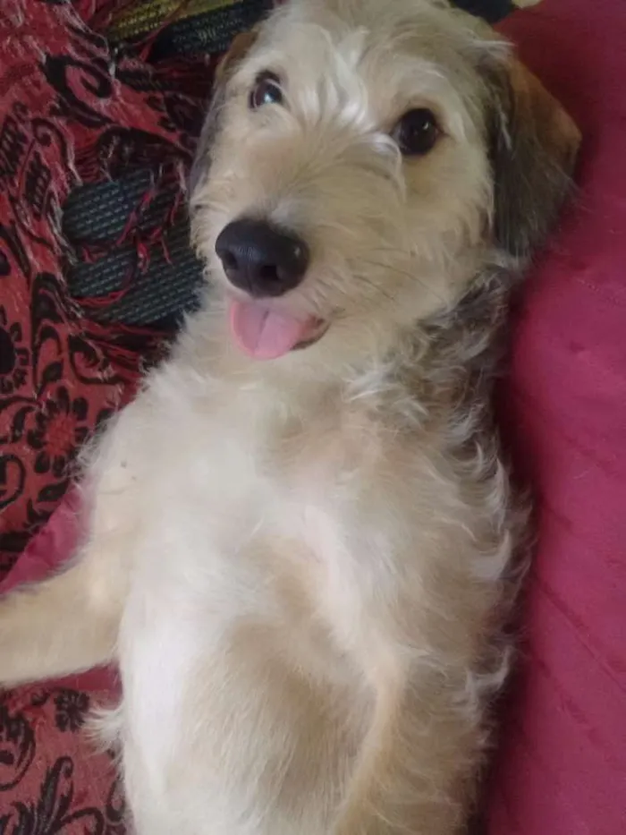 Cachorro raça Vira lata idade 1 ano nome Spike 