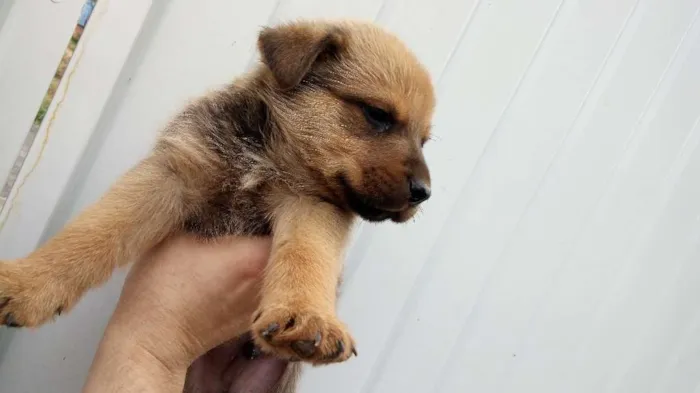 Cachorro ra a Rotwailler e pastor alemão  idade Abaixo de 2 meses nome Indefinido ainda 