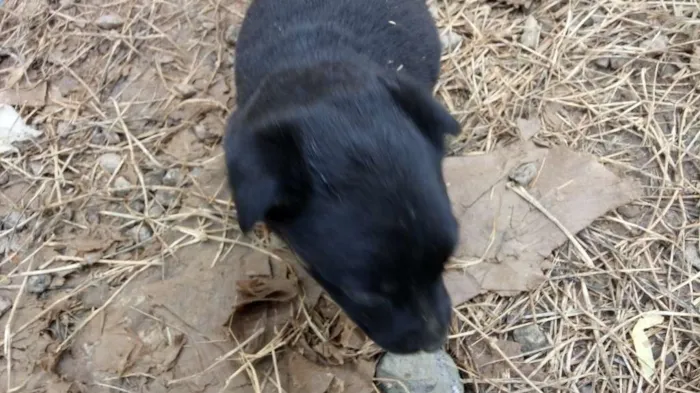 Cachorro ra a Rotwailler e pastor alemão  idade Abaixo de 2 meses nome Indefinido ainda 