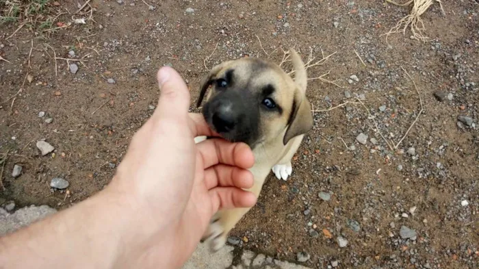 Cachorro ra a Rotwailler e pastor alemão  idade Abaixo de 2 meses nome Indefinido ainda 