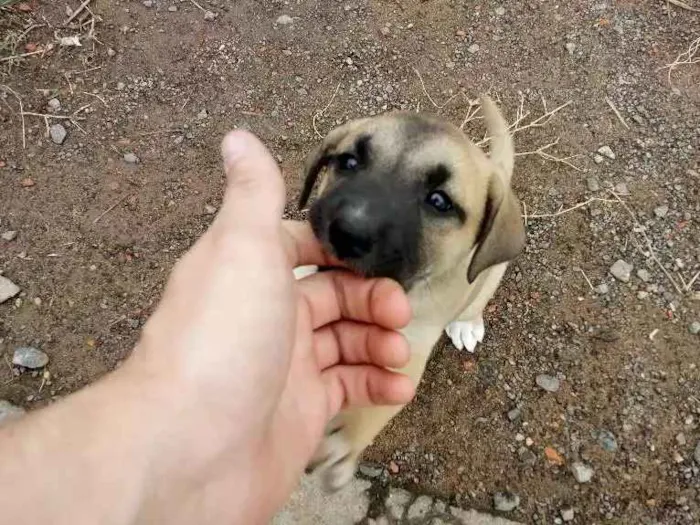 Cachorro ra a Rotwailler e pastor alemão  idade Abaixo de 2 meses nome Indefinido ainda 