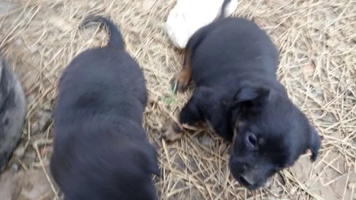 Cachorro ra a Rotwailler e pastor alemão  idade Abaixo de 2 meses nome Indefinido ainda 