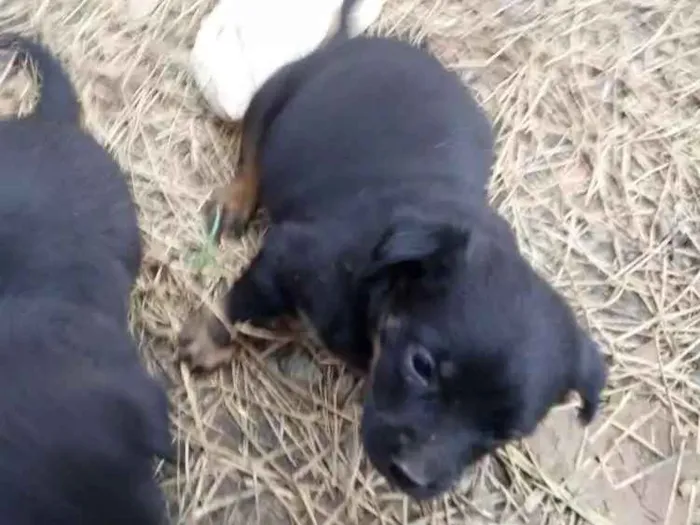 Cachorro ra a Rotwailler e pastor alemão  idade Abaixo de 2 meses nome Indefinido ainda 