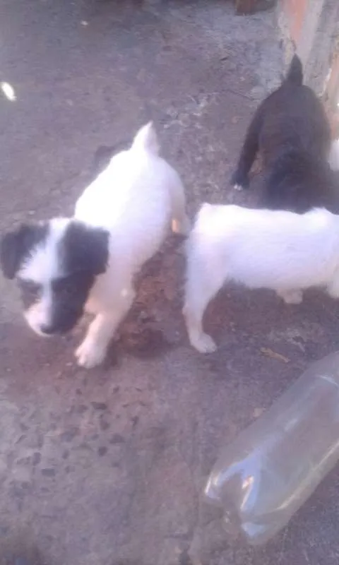 Cachorro ra a nao sei idade 2 a 6 meses nome sao 8  cachorrinhos