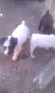 sao 8 cachorrinhos