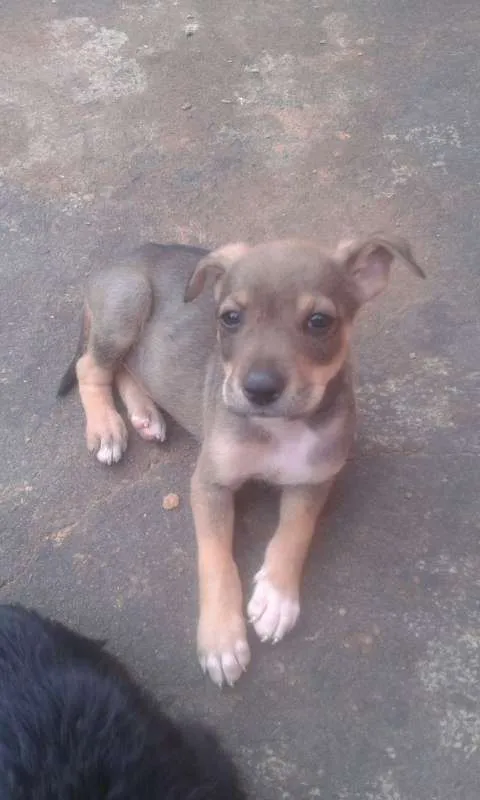 Cachorro ra a nao sei idade 2 a 6 meses nome sao 8  cachorrinhos