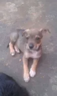sao 8 cachorrinhos