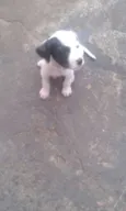 sao 8 cachorrinhos