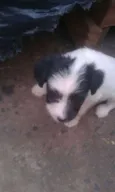 sao 8 cachorrinhos