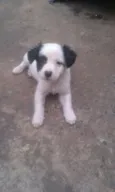 sao 8 cachorrinhos