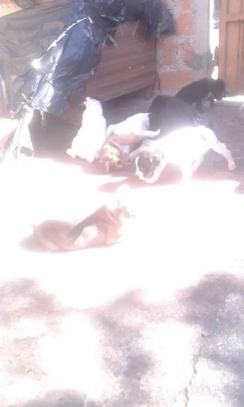 Cachorro ra a nao sei idade 2 a 6 meses nome sao 8  cachorrinhos