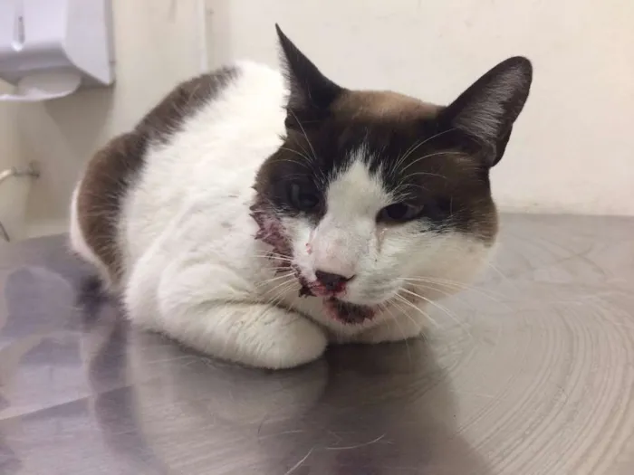 Gato ra a Indefinida idade 3 anos nome Nao sei