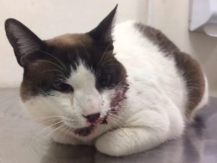 Gato ra a Indefinida idade 3 anos nome Nao sei