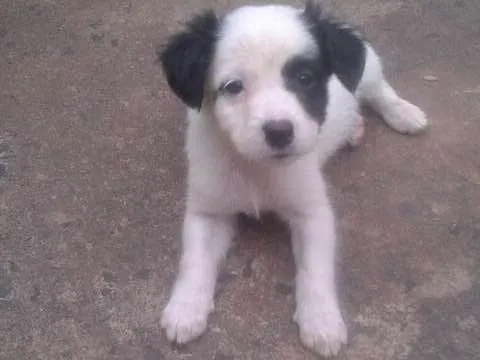 Cachorro ra a nao sei idade 2 a 6 meses nome sao 8  cachorrinhos