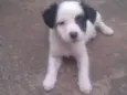 sao 8 cachorrinhos