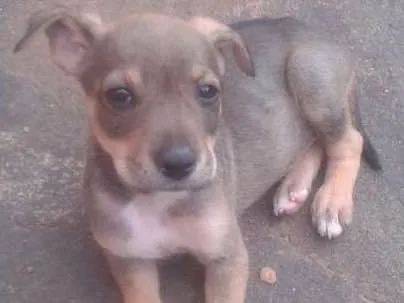 Cachorro ra a nao sei idade 2 a 6 meses nome sao 8  cachorrinhos