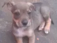 sao 8 cachorrinhos