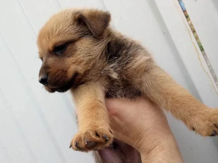 Cachorro ra a Rotwailler e pastor alemão  idade Abaixo de 2 meses nome Indefinido ainda 