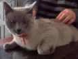 Frodo