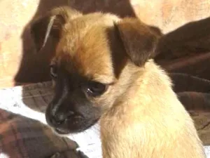 Cachorro raça Desconhecida idade 2 a 6 meses nome Nina