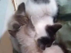 Gato raça SRD idade Abaixo de 2 meses nome Gatinhos