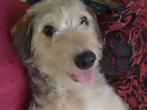 Cachorro raça Vira lata idade 1 ano nome Spike 