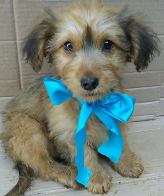 Cachorro ra a Sem raça definida idade 2 a 6 meses nome Dudu