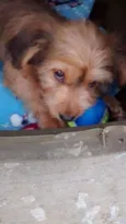 Dudu