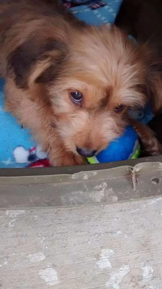 Cachorro ra a Sem raça definida idade 2 a 6 meses nome Dudu